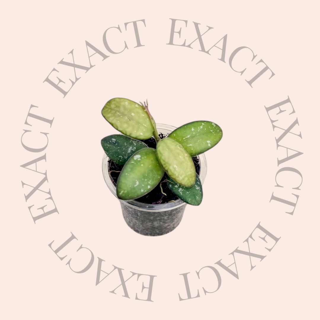 Hoya sp. VL9 (variegated)