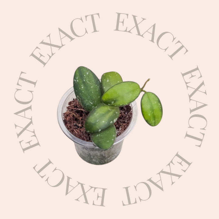 Hoya sp. VL9 (variegated)