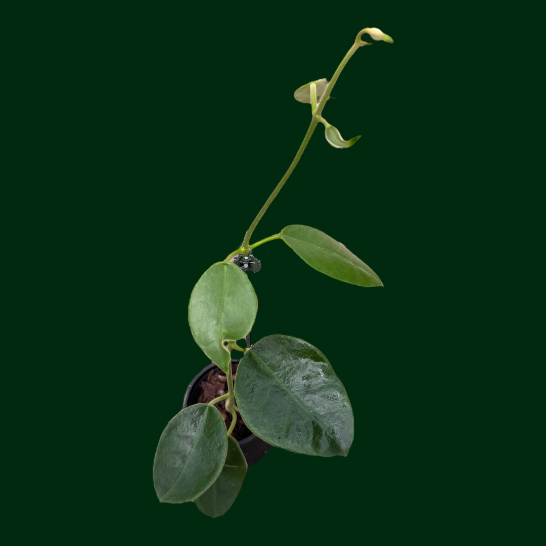 Hoya lauterbachii