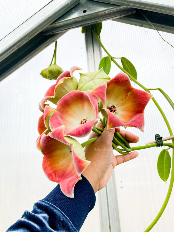Hoya lauterbachii