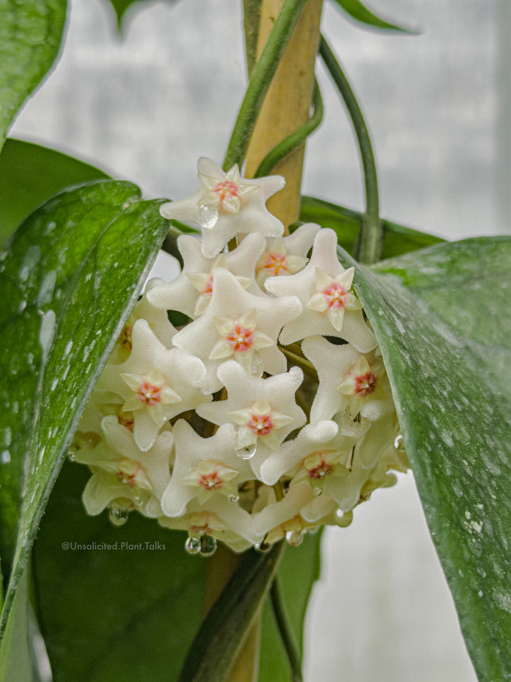 Hoya sp. Tam Dao