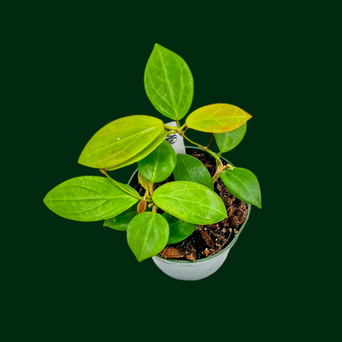 Hoya aff. burtoniae X (seedling no.1) – Unsolicited Plant Talks