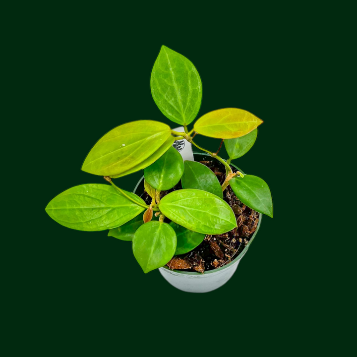 Hoya aff. burtoniae X (seedling no.1)