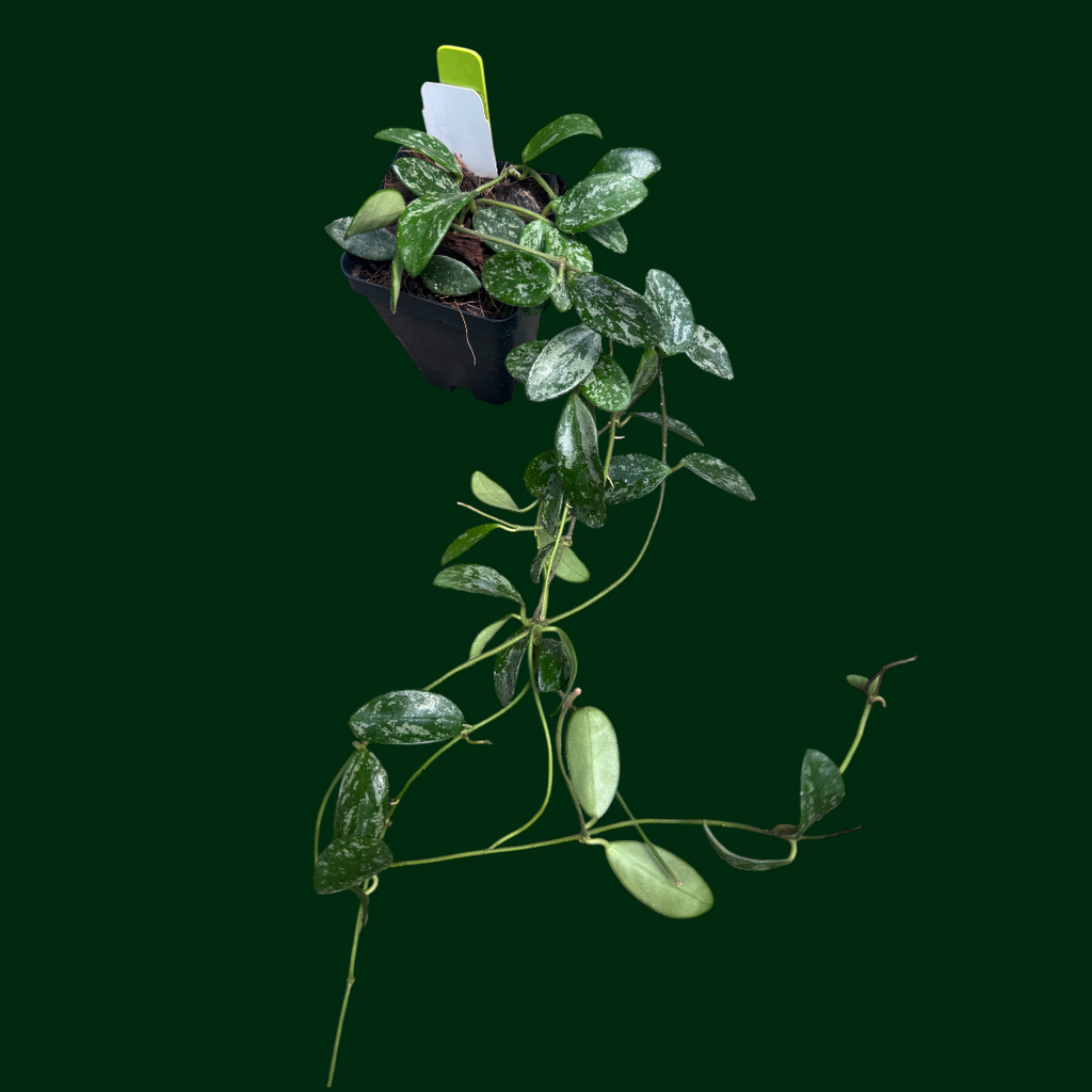 週末セール　極めて希少種 レア ホヤ　リマ　Hoya lima splash② 週末セール 極めて希少種 レア ホヤ リマ Hoya lima splash②