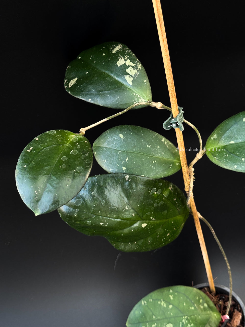 PS0410 - Hoya forbesii (Sabah)