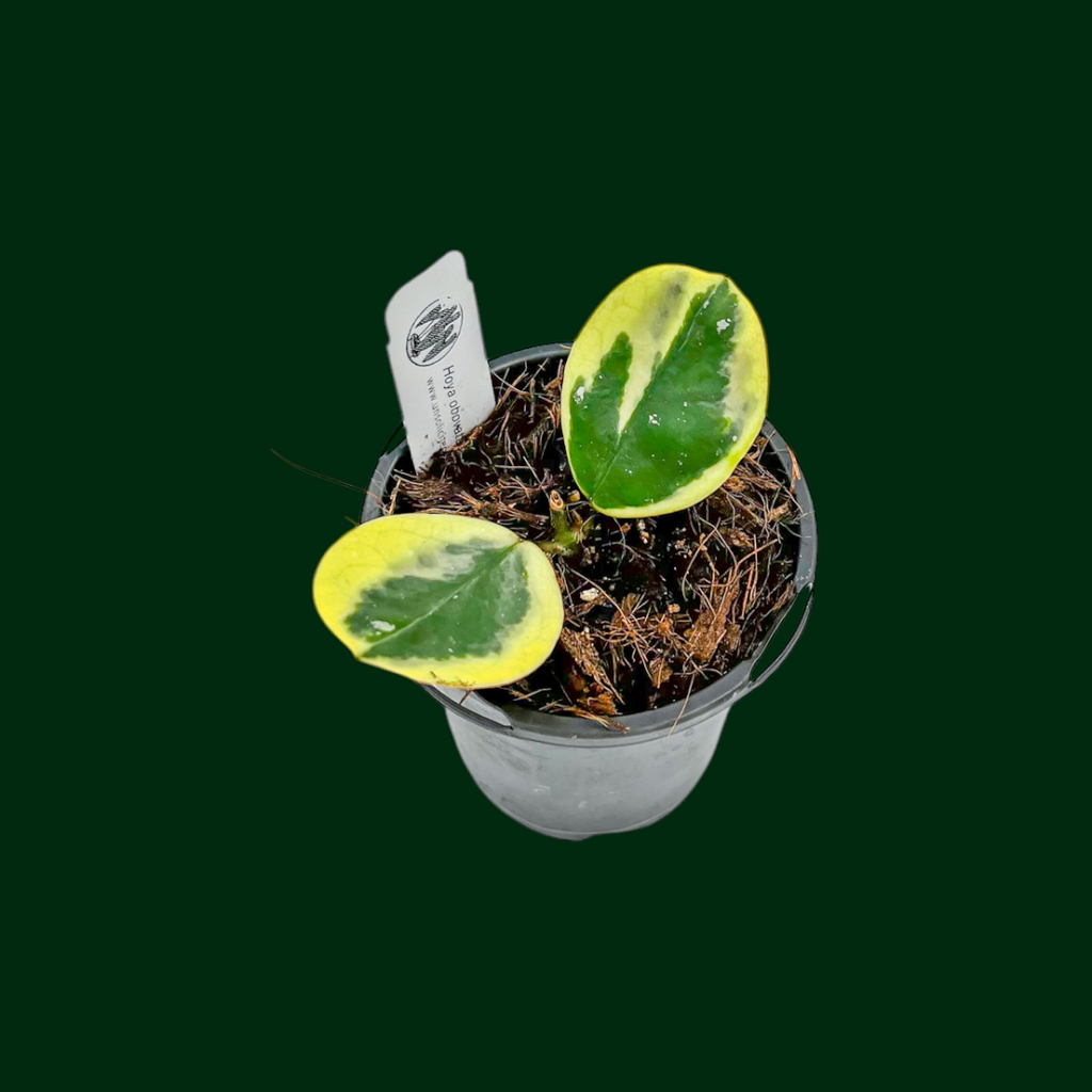 o408 バタリオン エンパイア　オヴ・マン o408 バタリオン エンパイア オヴ・マン WHOW】エンパイア・オヴ・マン