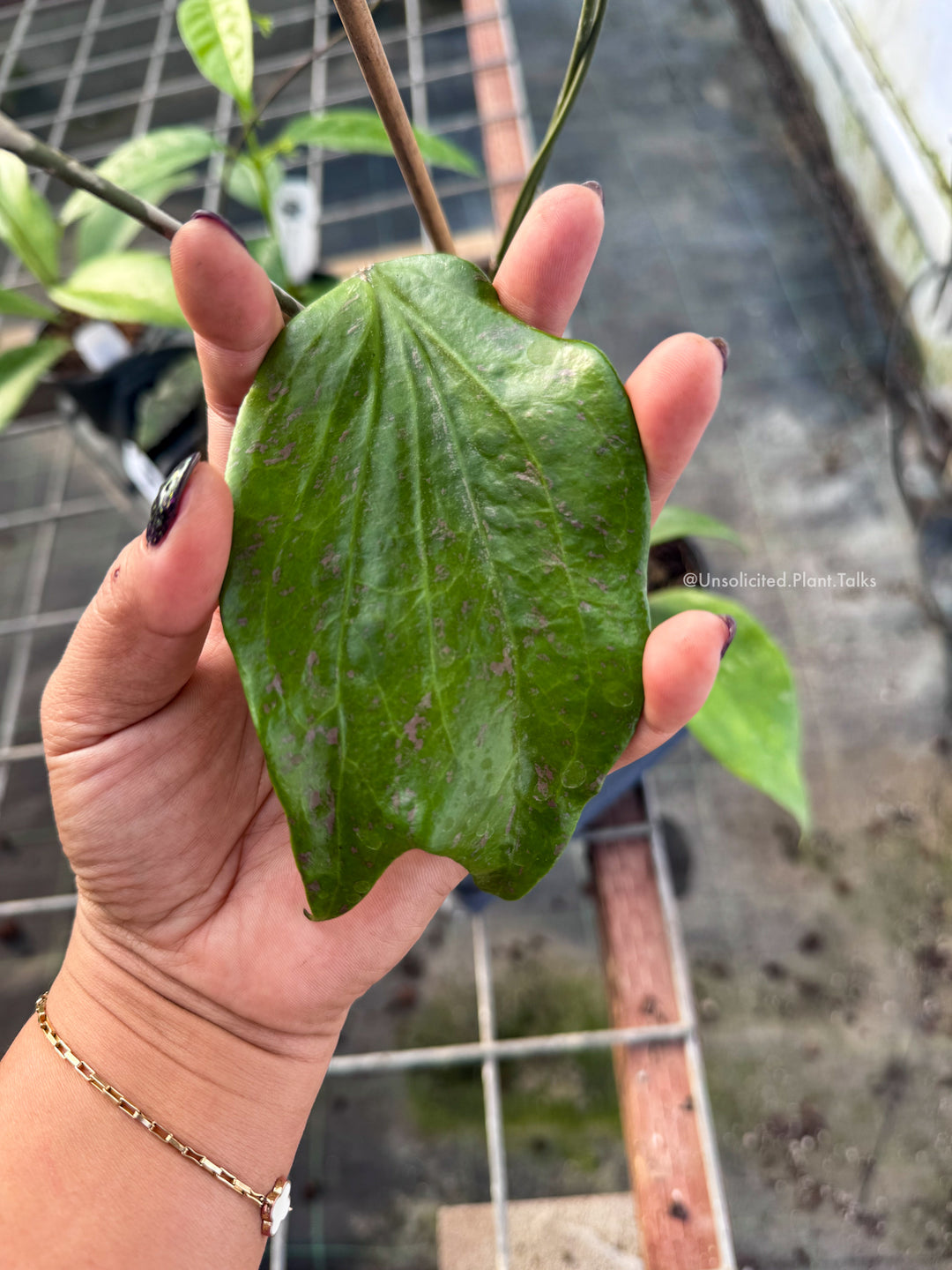 PS0062 - Hoya parasitica (Laos)