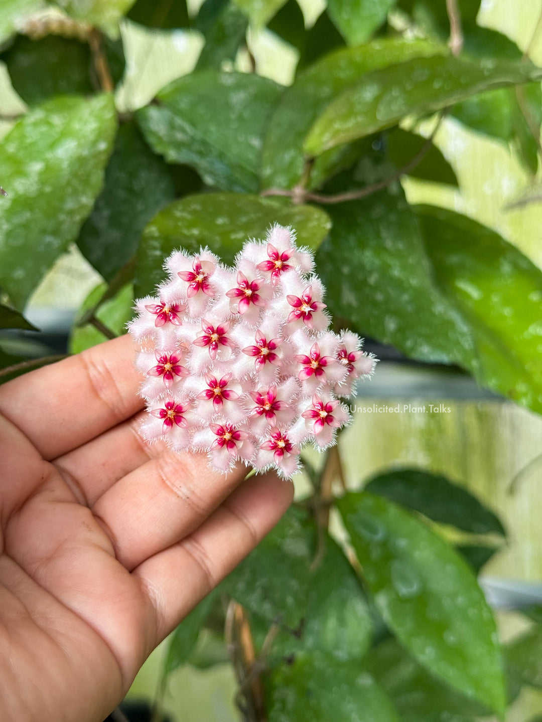 Hoya erythrina x Hoya caudata