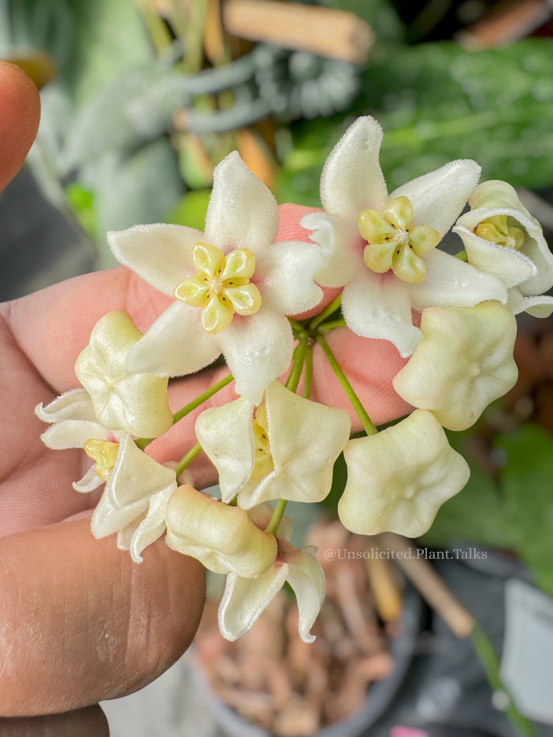Hoya Carrii (NS13-064) – Unsolicited Plant Talks Hoya Carrii (NS13-064) – Unsolicited Plant Talks