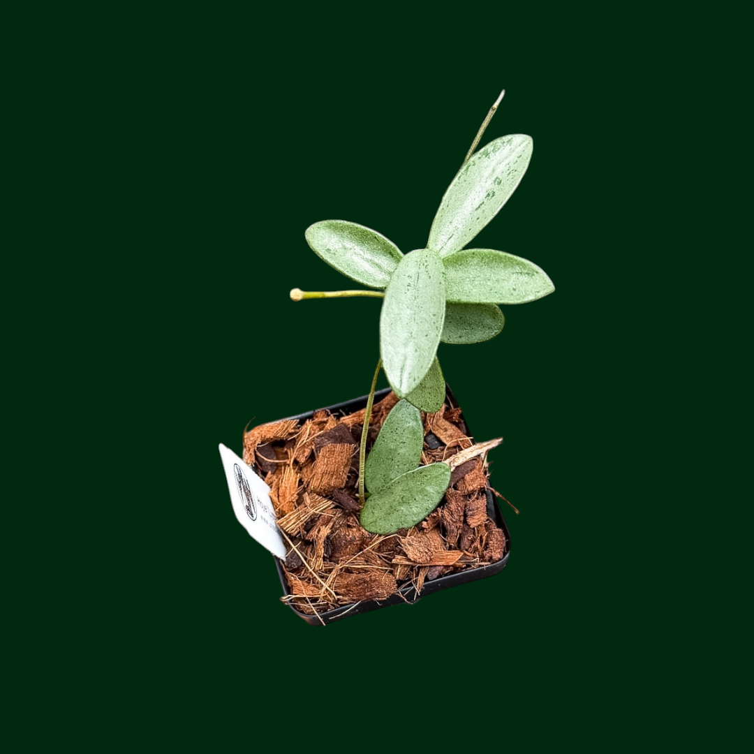 Hoya ‘Lima’ (Silver)