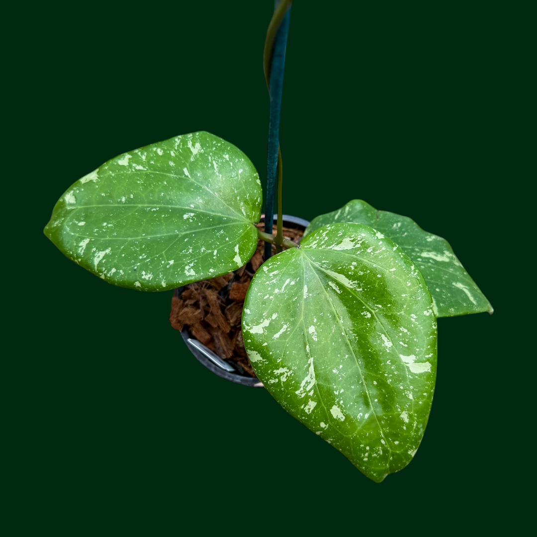 Hoya SF004