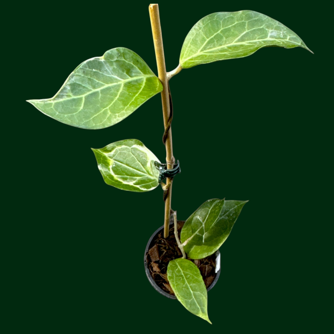 Hoya verticillata (outer variegated, Lampung)