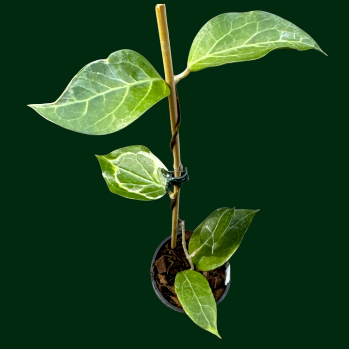 Hoya verticillata (outer variegated, Lampung)