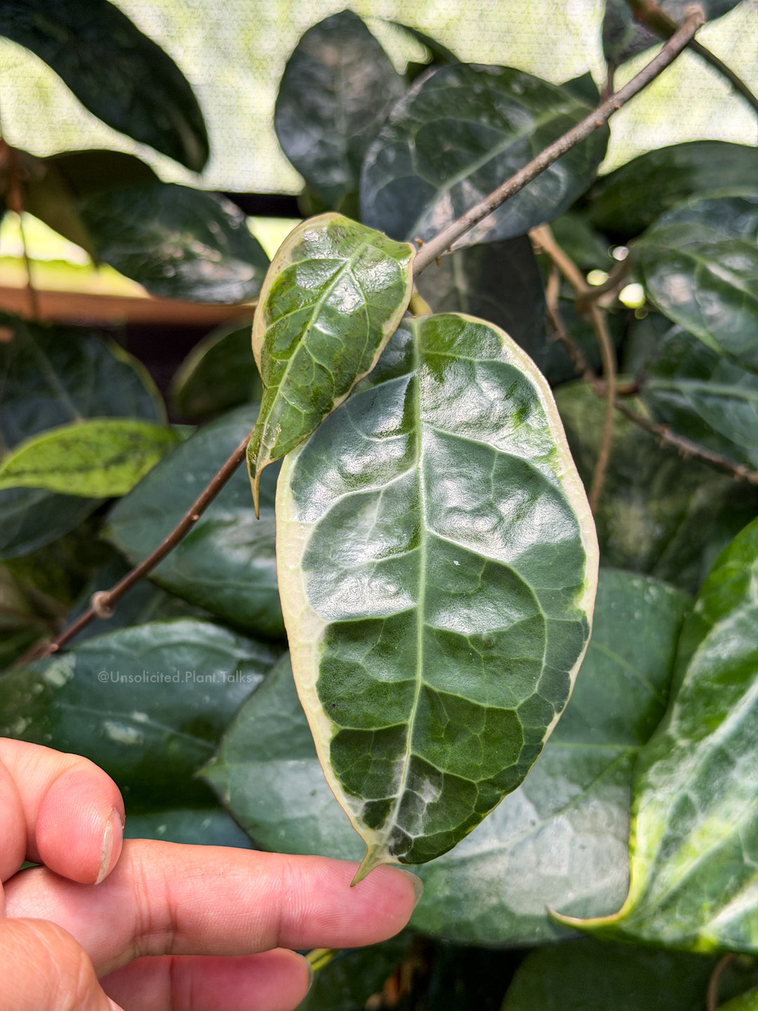 Hoya verticillata (outer variegated, Lampung)