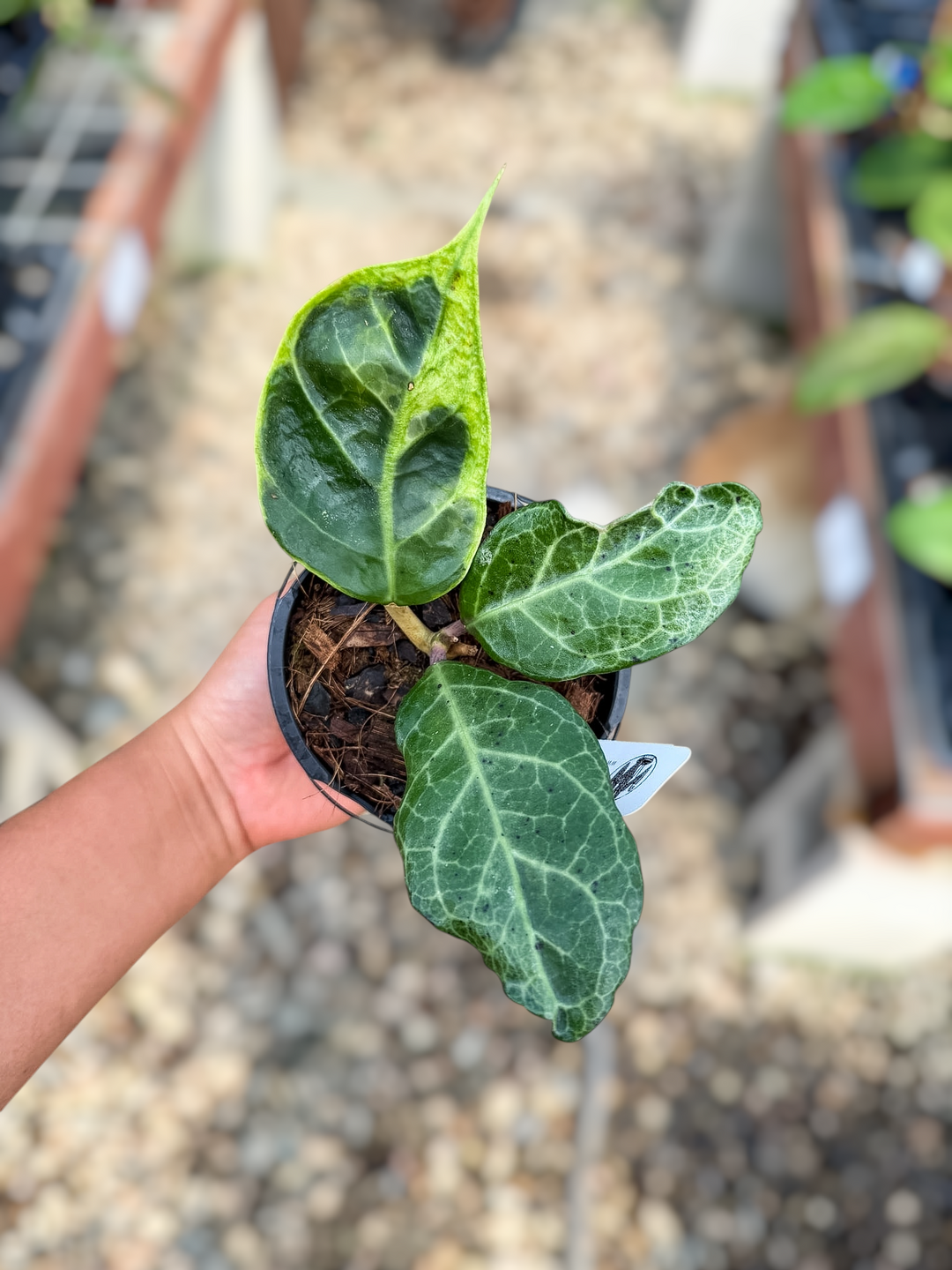 Hoya verticillata (outer variegated, Lampung)