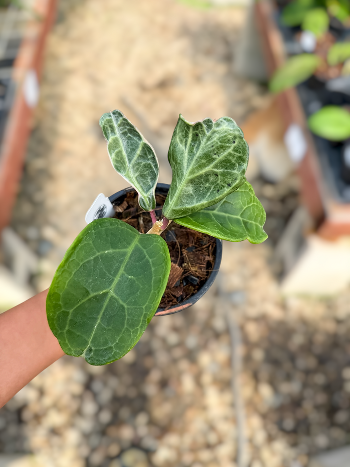 Hoya verticillata (outer variegated, Lampung)