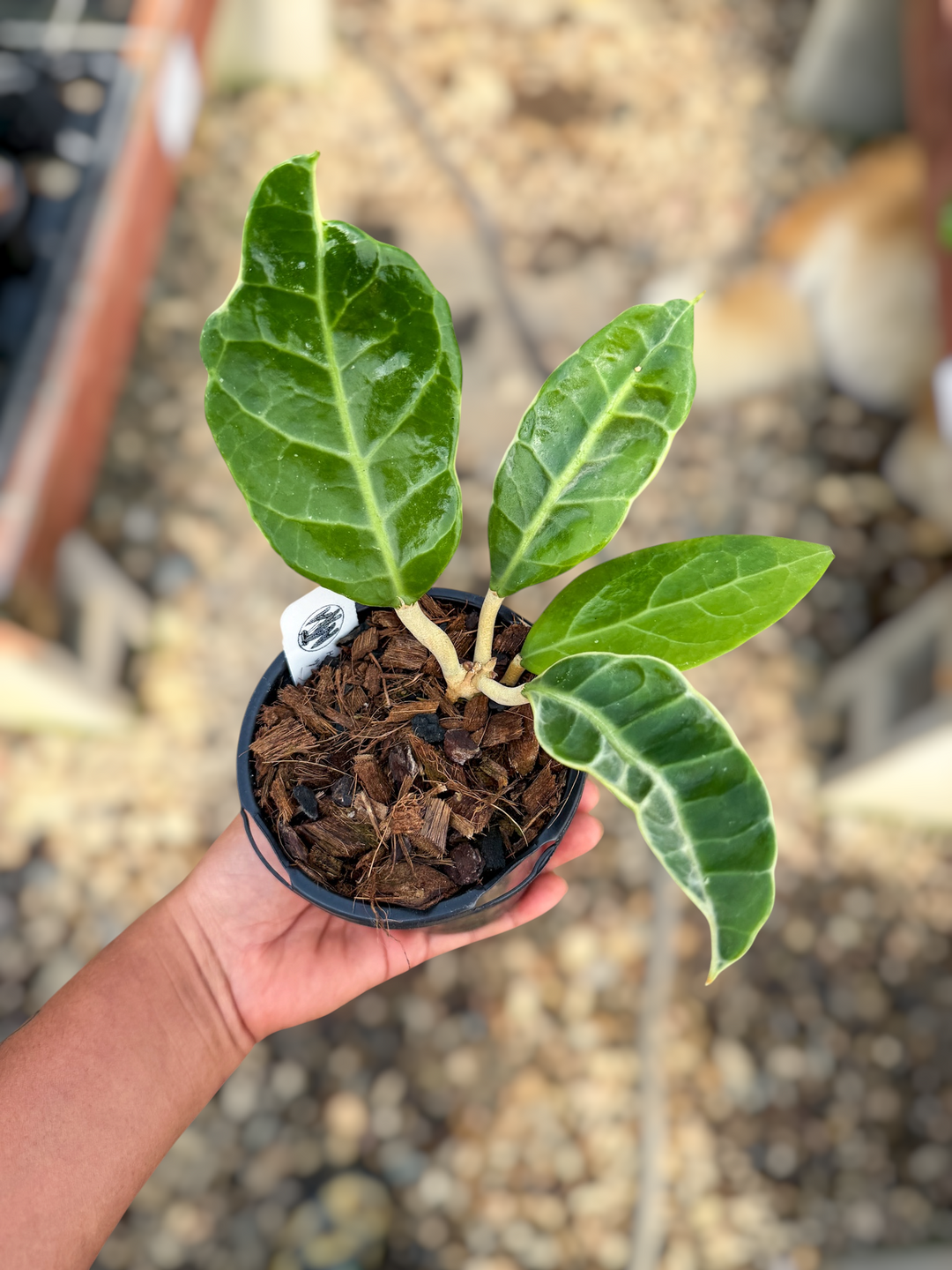Hoya verticillata (outer variegated, Lampung)