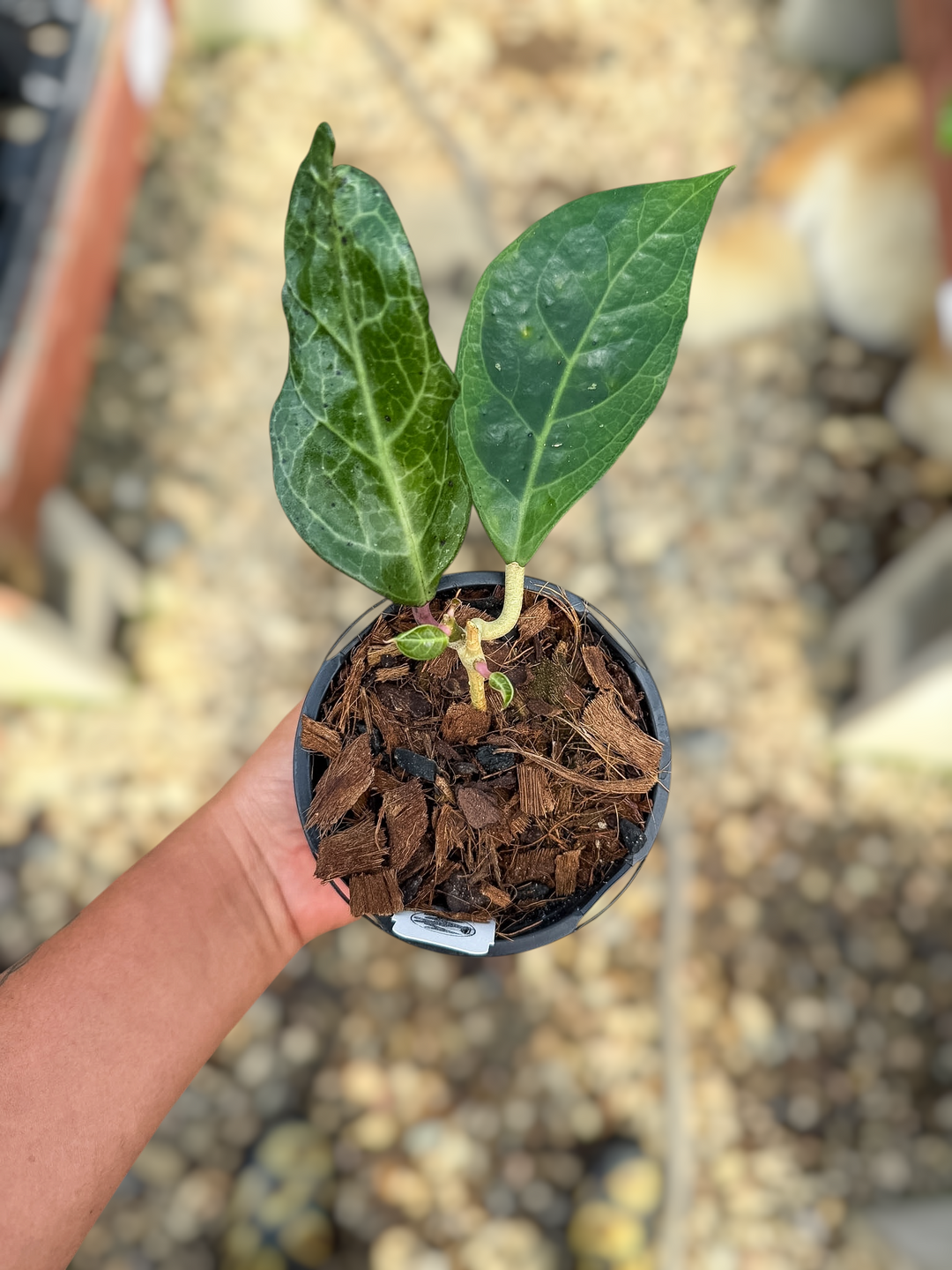 Hoya verticillata (outer variegated, Lampung)
