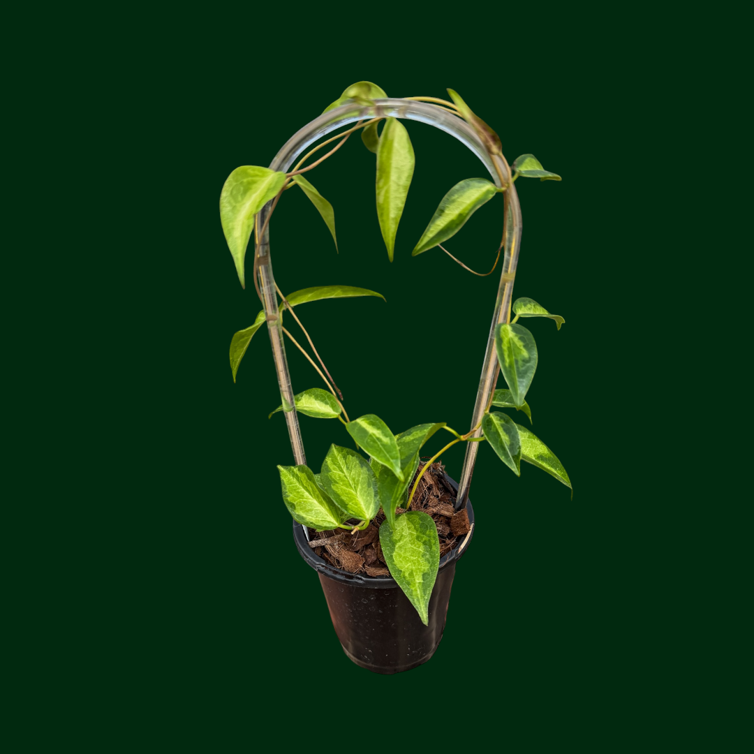Hoya dennisii 'Frida' – Unsolicited Plant Talks