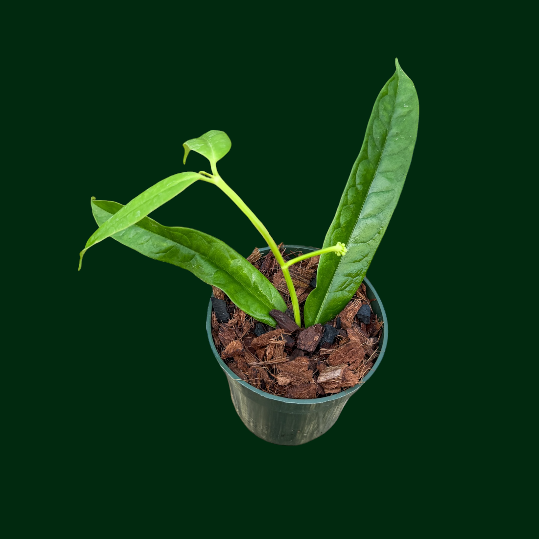Hoya platycaulis (skinny leaf)