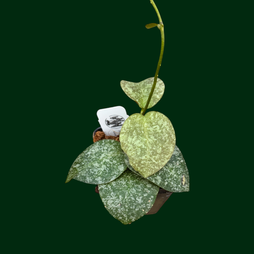 Hoya imbricata x Hoya elliptica