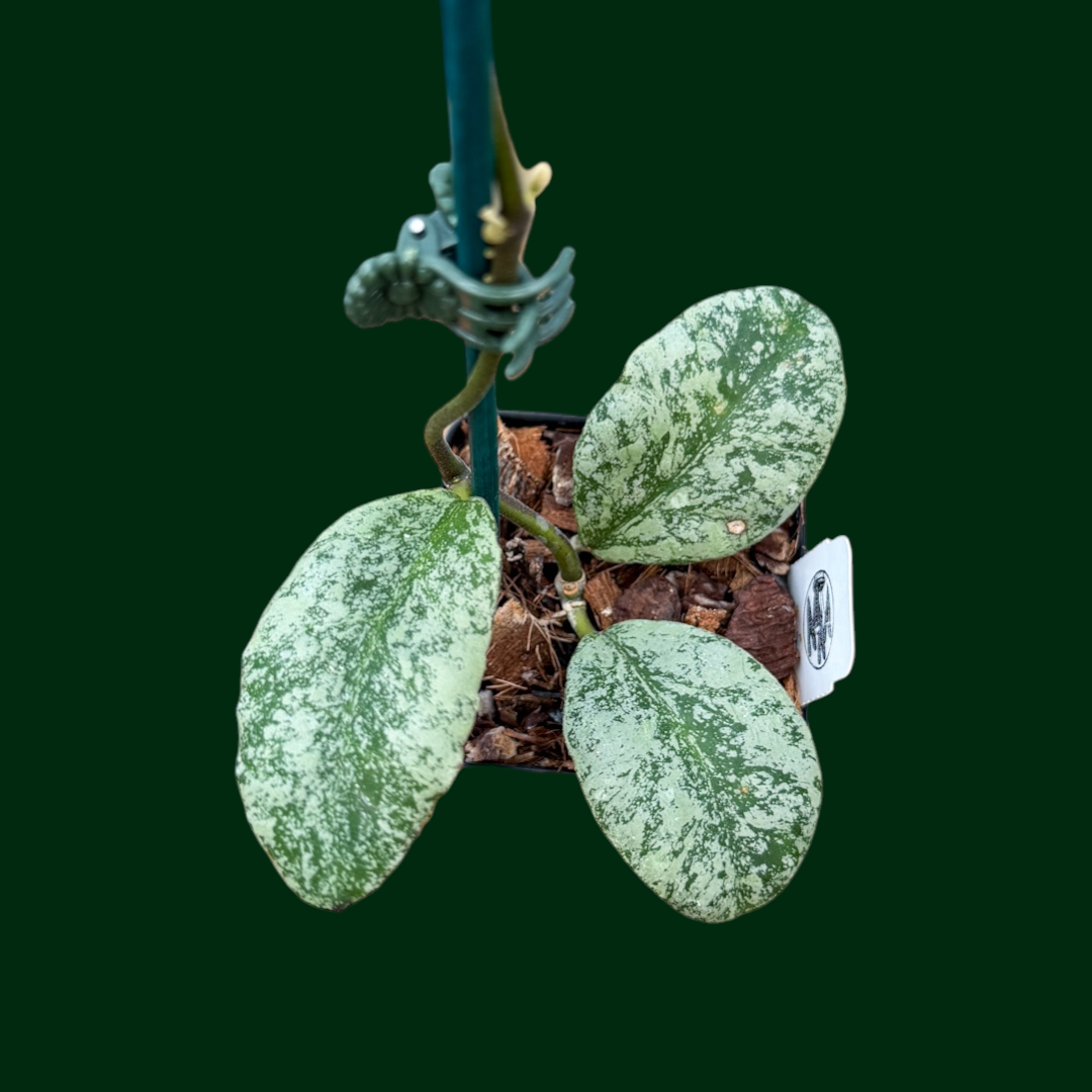 Hoya waymaniae ‘Cloud Sky’ (aka ‘Cloudy Sky’)