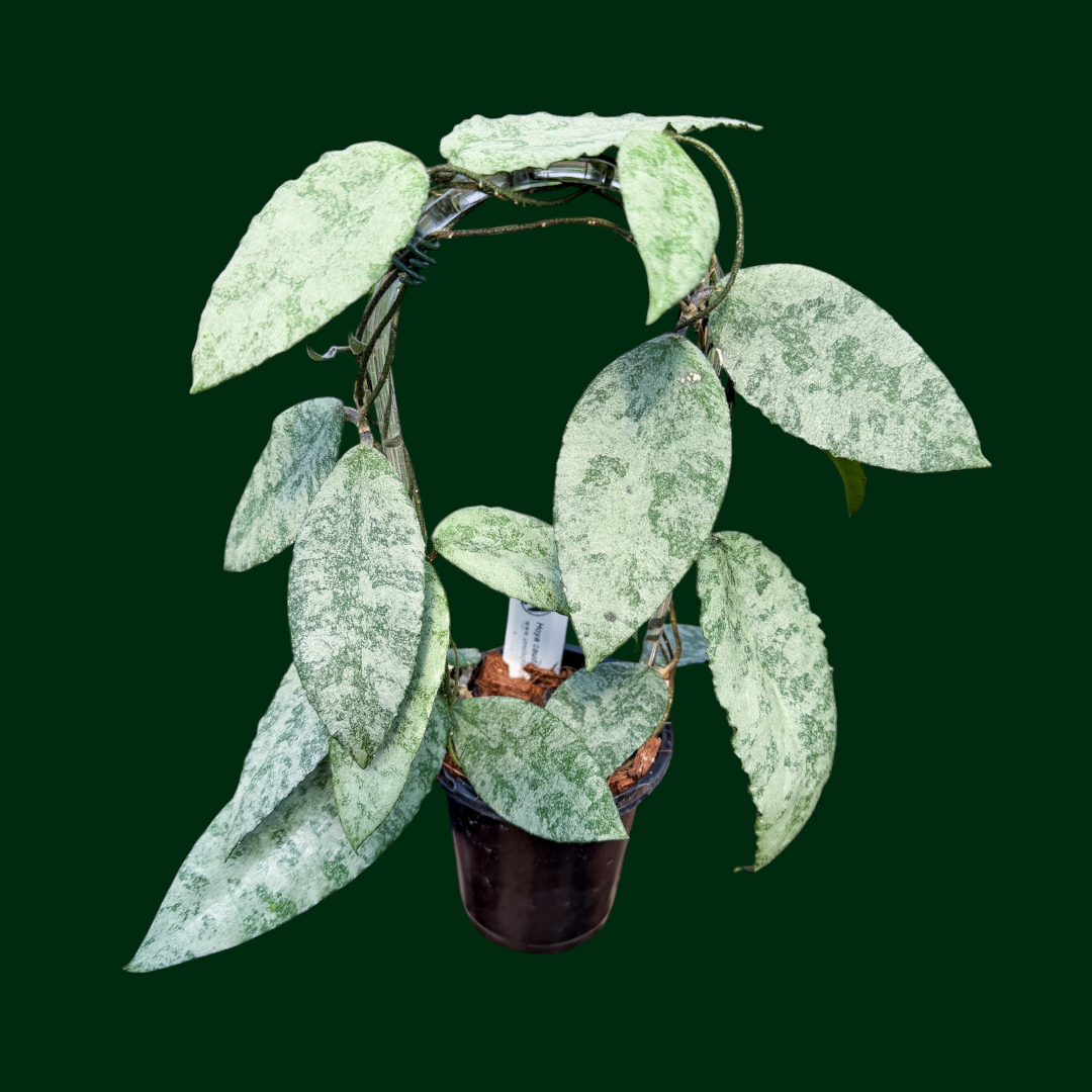 Hoya caudata ‘Sprinkle Snow’