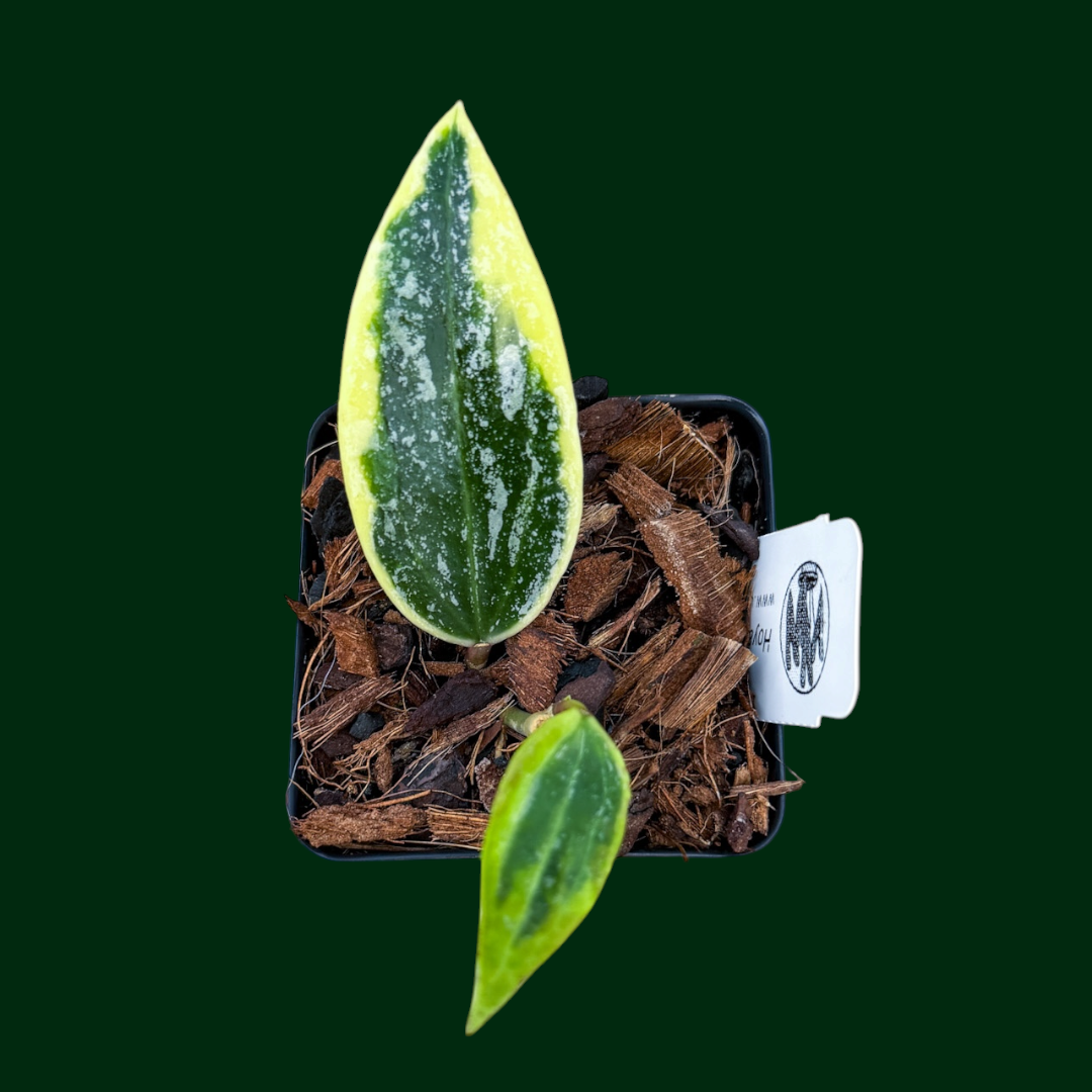 Hoya ‘Rangsan’ (outer variegated)