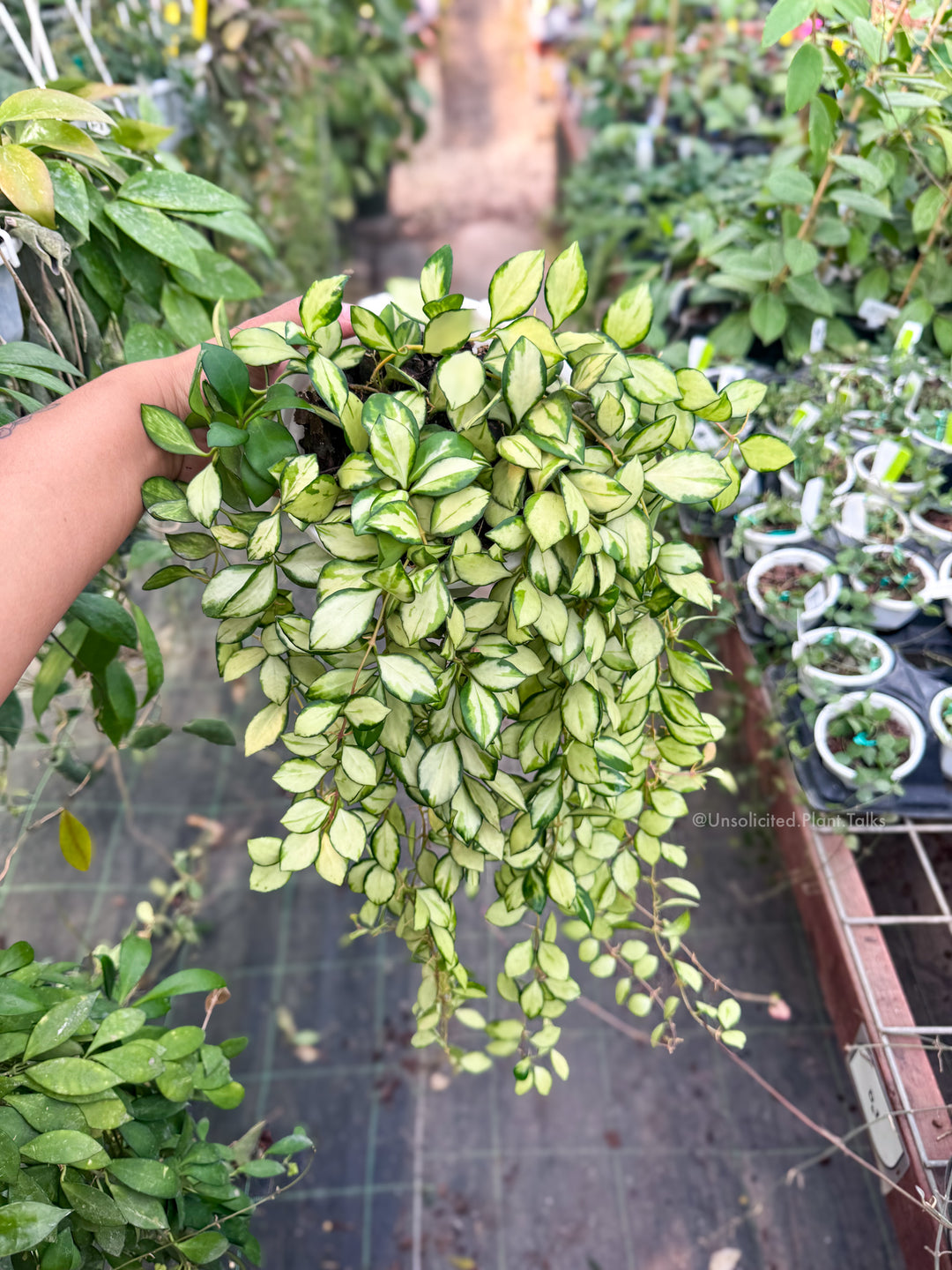 PS0491 - 6in Hoya heuschkeliana (variegated)
