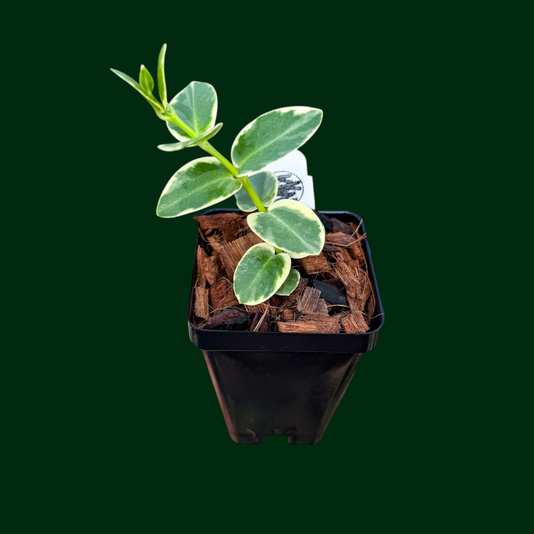 Hoya cummingiana (outer variegated)