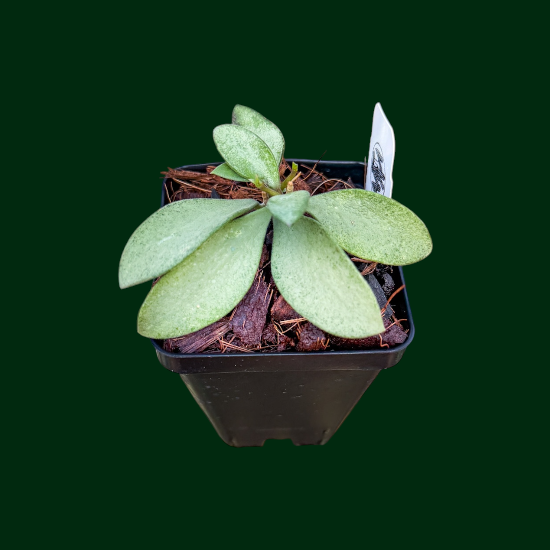 Hoya nummularoides (silver)