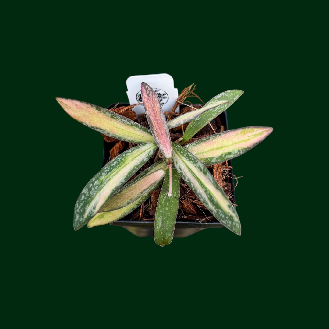 Hoya sigillatis (inner variegated)