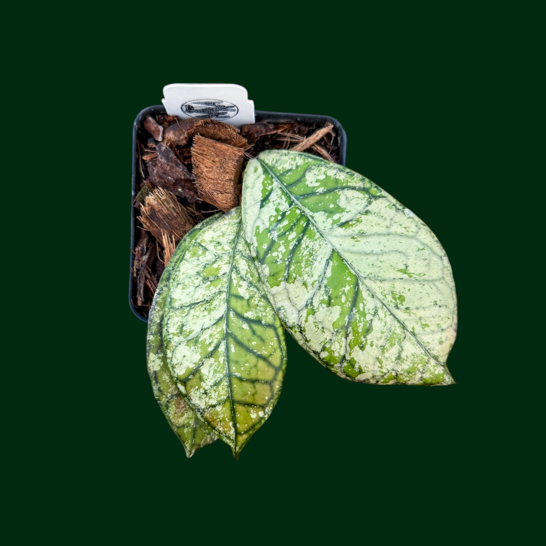 Hoya sp. (Gunung Gading, Ghost)
