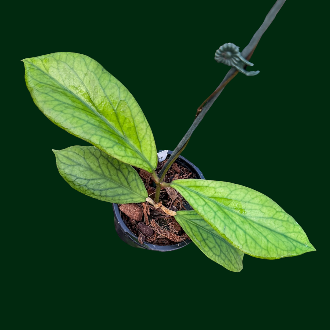 Hoya bauensis (fka sp. Kast)