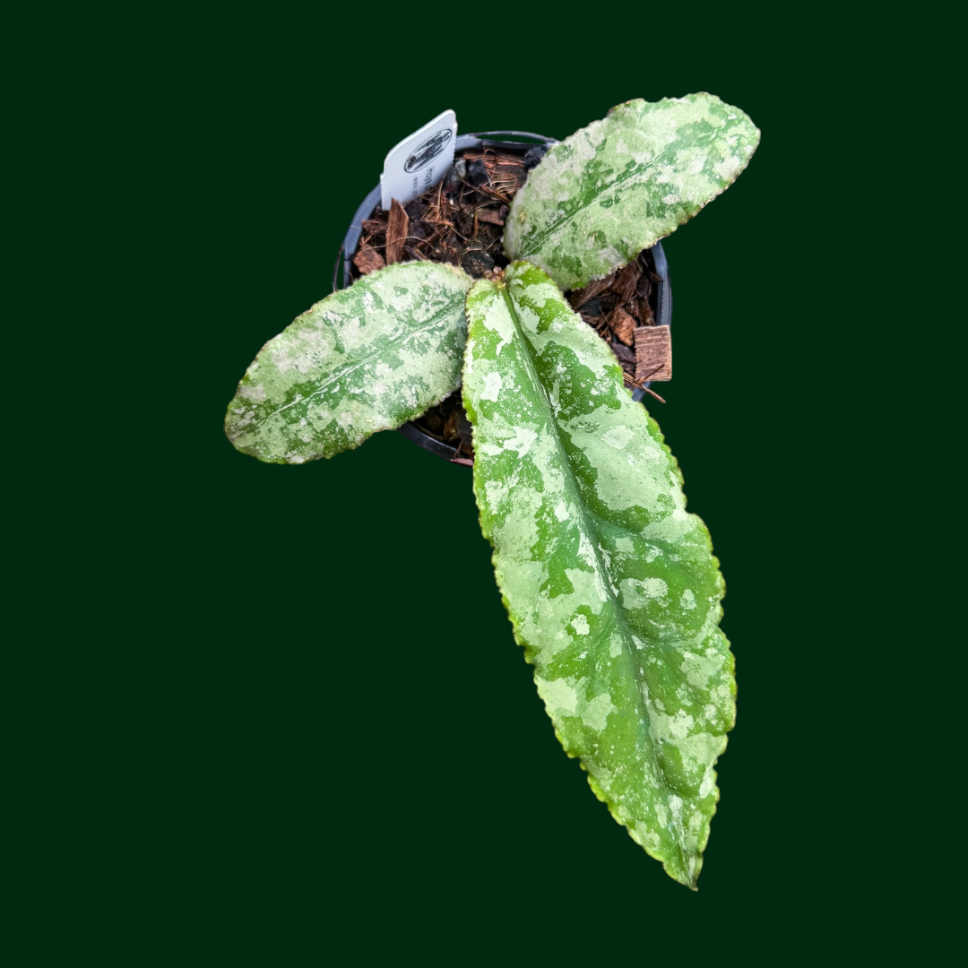 Hoya undulata (silver)