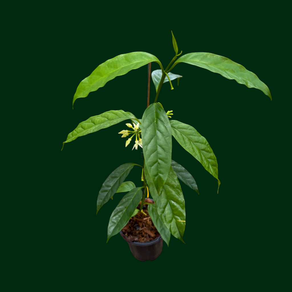 Hoya セルペンス花座付き ホヤ・セルペンスの花が咲いた！ めっちゃ
