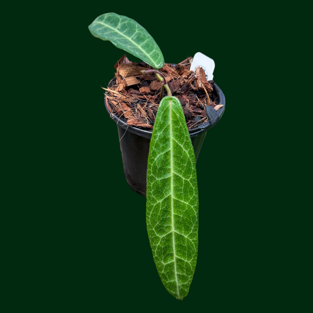 Hoya hypolasia – Unsolicited Plant Talks