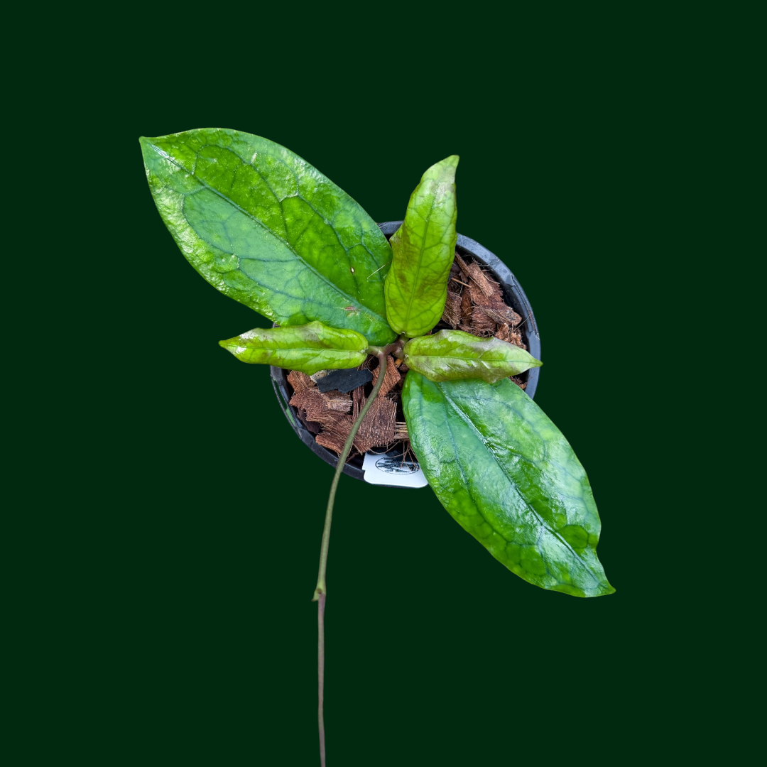 Hoya ‘Mistie’ (AH)
