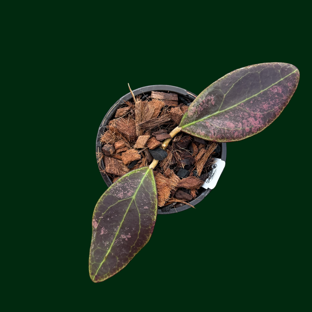 Hoya rintzii (Borneo, splash)