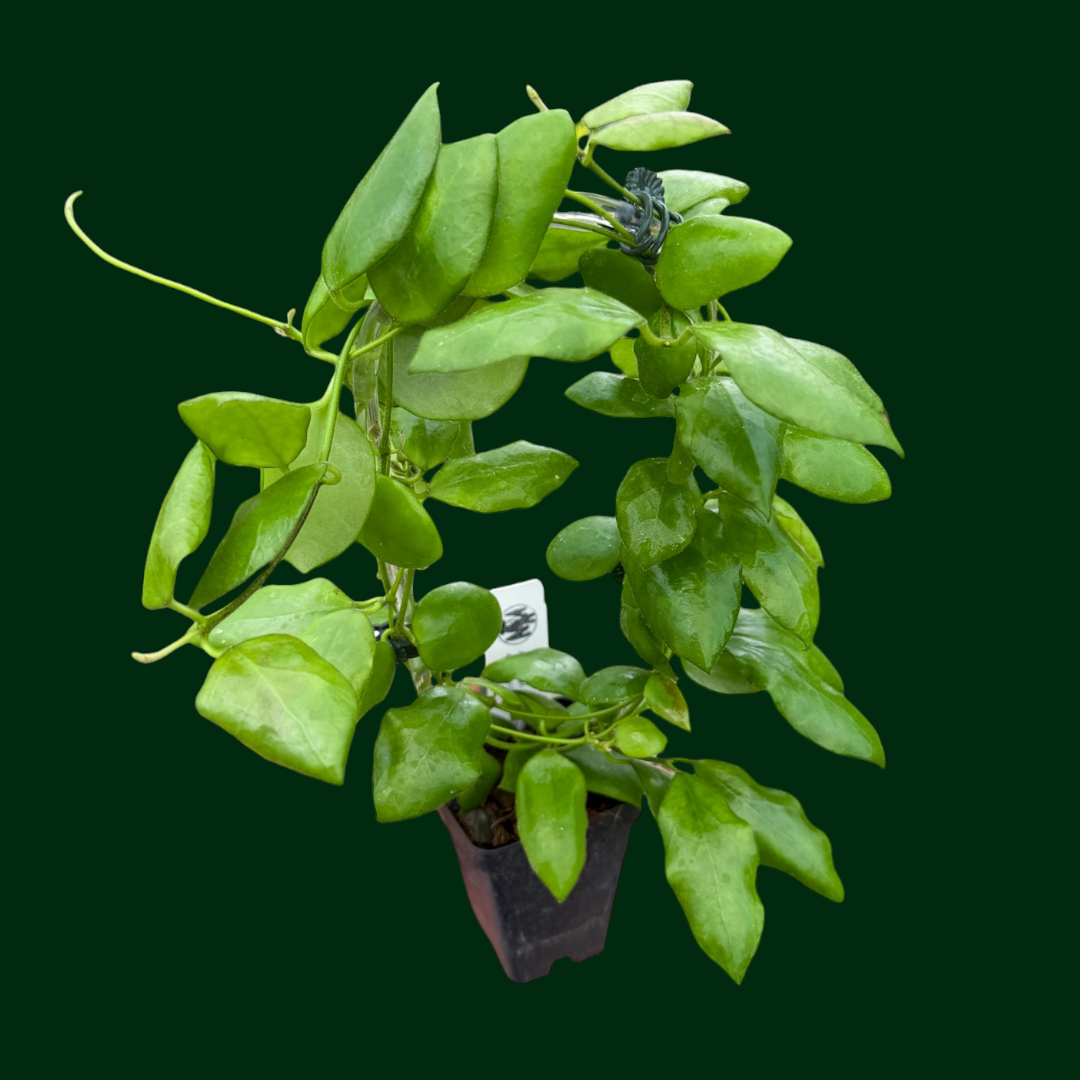 Hoya sp. Pagar Alam