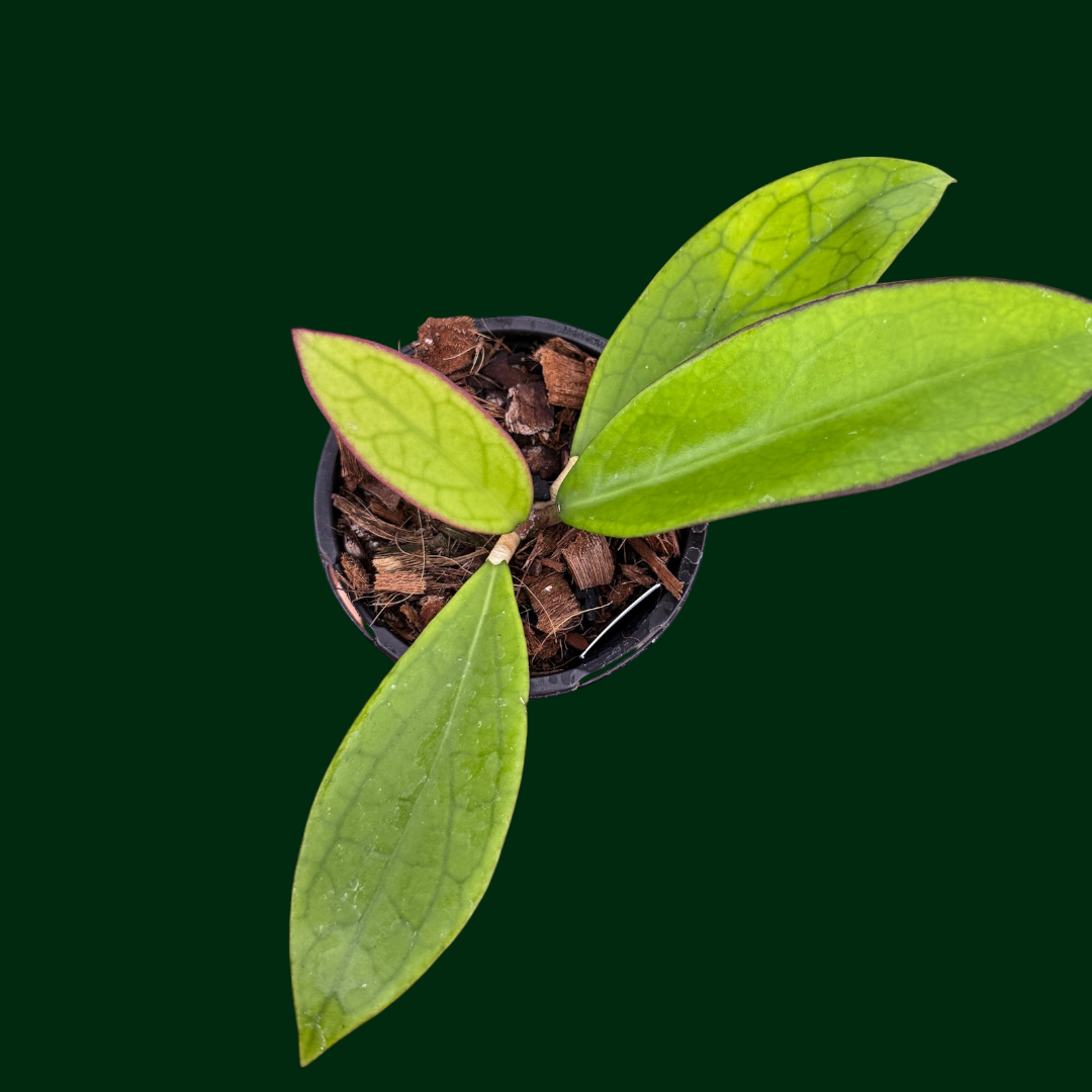 Hoya (Haiphong x unknown, Ara-0421-02)