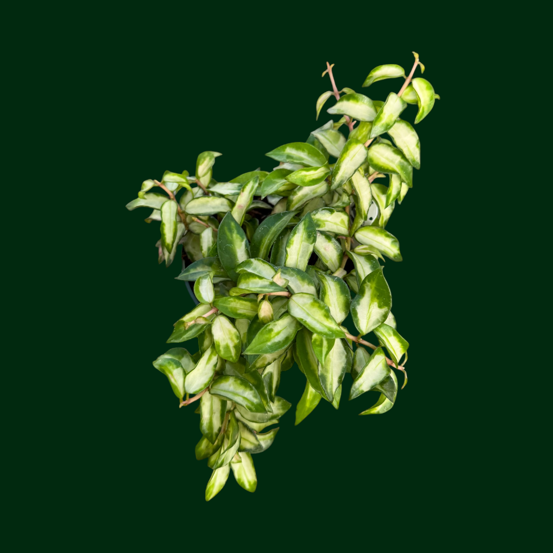 Hoya lacunosa ‘Bruno’