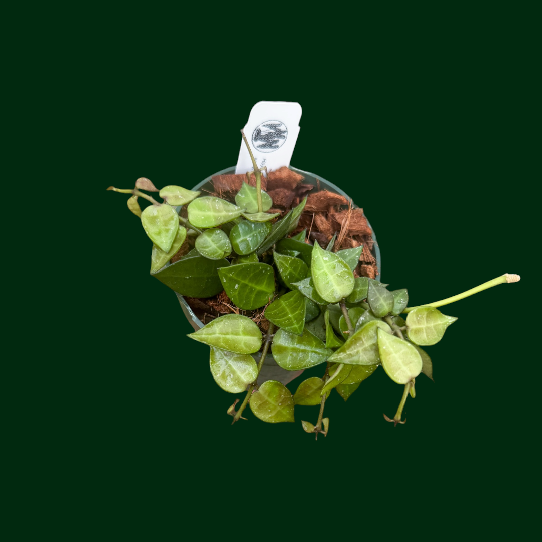 Hoya lacunosa ‘My Little Runaway’ (RHM 023-01)