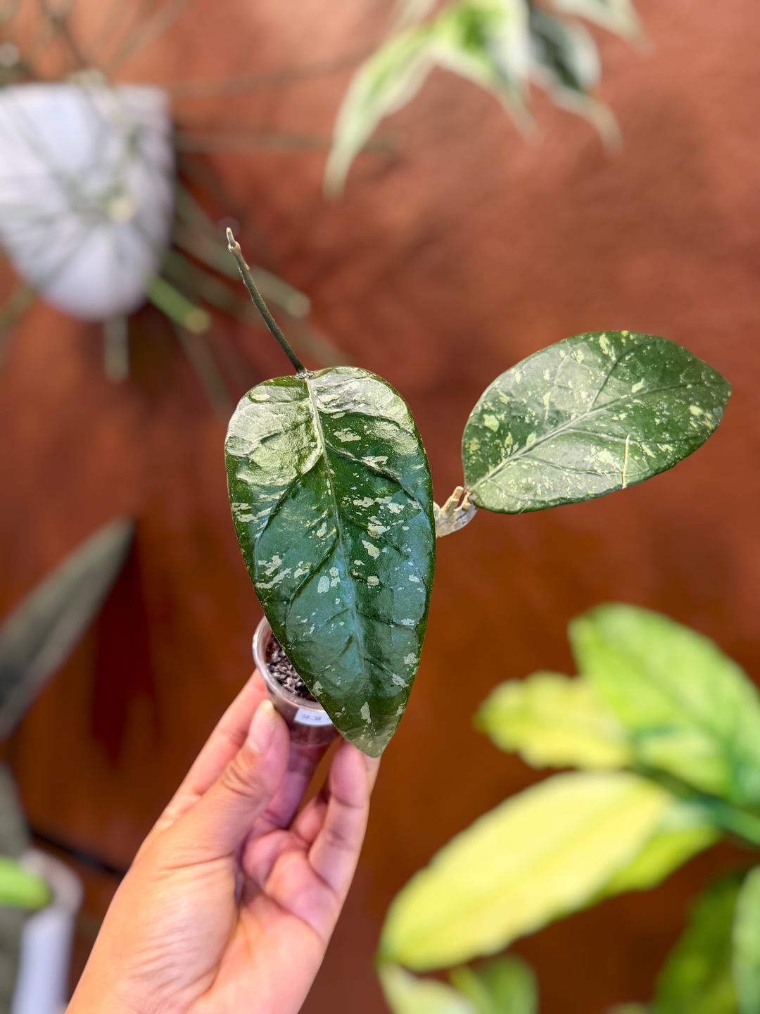 2.2 Hoya sp. (Mapu)