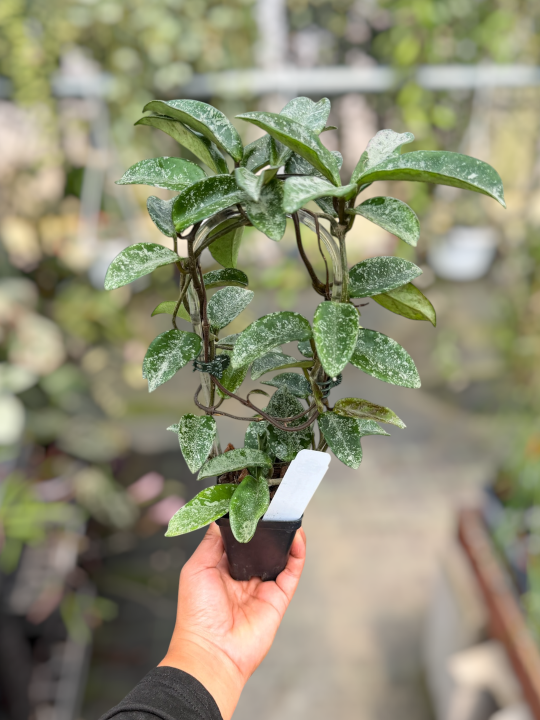 PS0137 - Hoya carnosa 'Nova Ghost' (low splash)