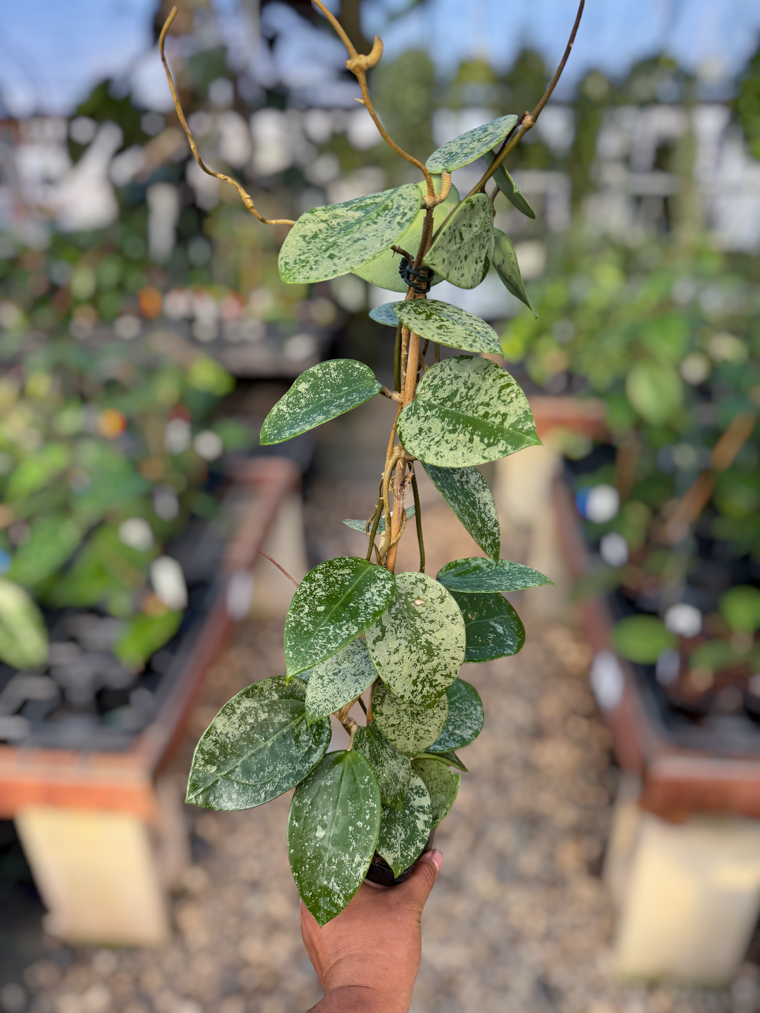 Grower’s Choice - Hoya verticillata (heart shape, splash)
