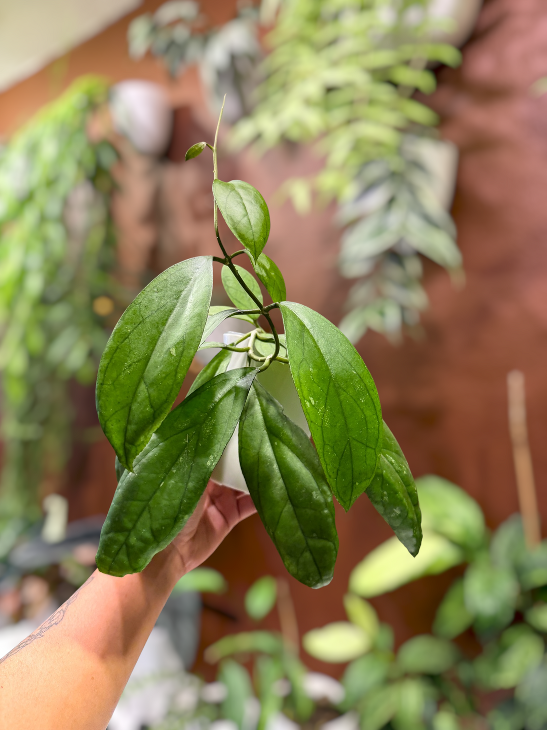 4in SWP - Hoya RHM25100 ((meredithii x UNK) × UNK)