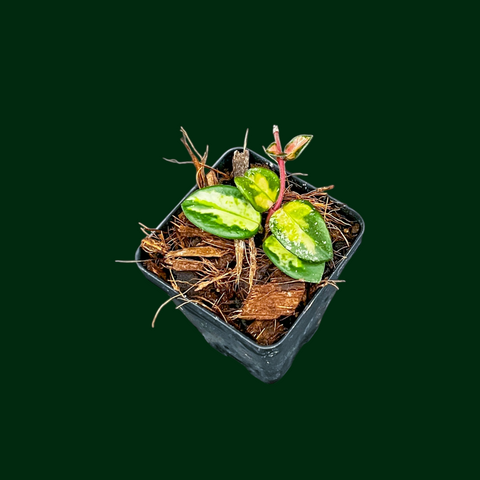 IMG-1054.png?v=1736358270&