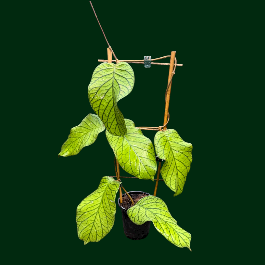 Trellised Hoya meredithii