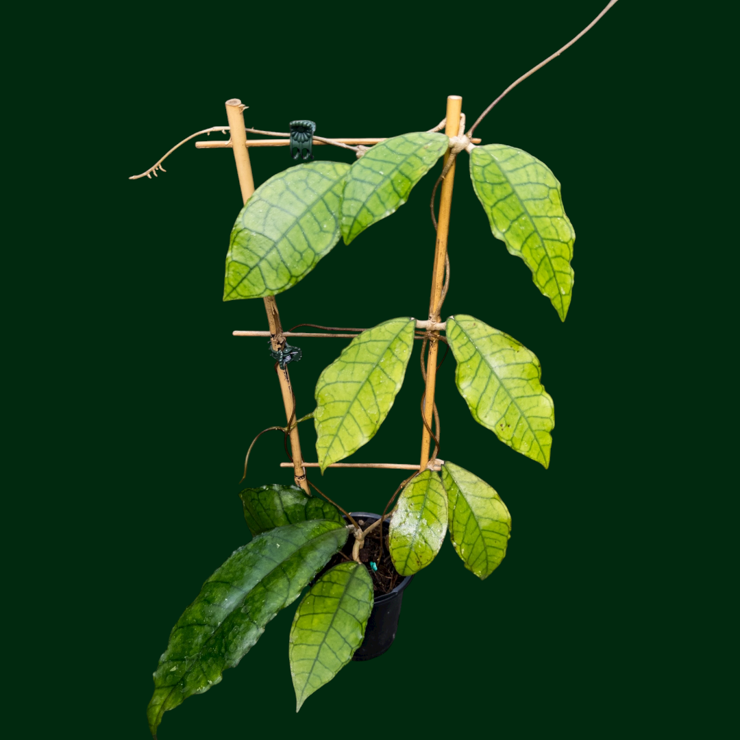 Trellised Hoya ‘Nong Nooch’